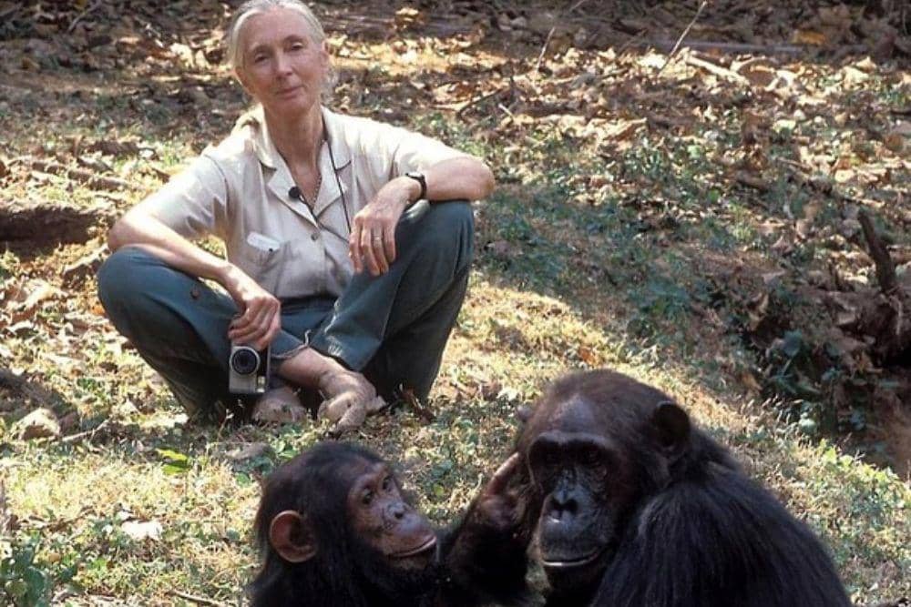 Potret Jane Goodall bersama para simpanse di Gombe. (instagram.com/maya_higa)