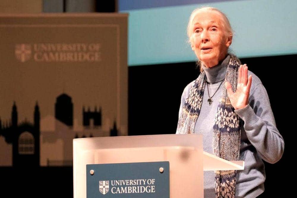 Jane Goodall memberikan harapan dalam Rede Lecture di Universitas Cambridge, dengan mengingatkan untuk tak pernah menyerah dan selalu bersabar. (X/Cambridge_Uni)