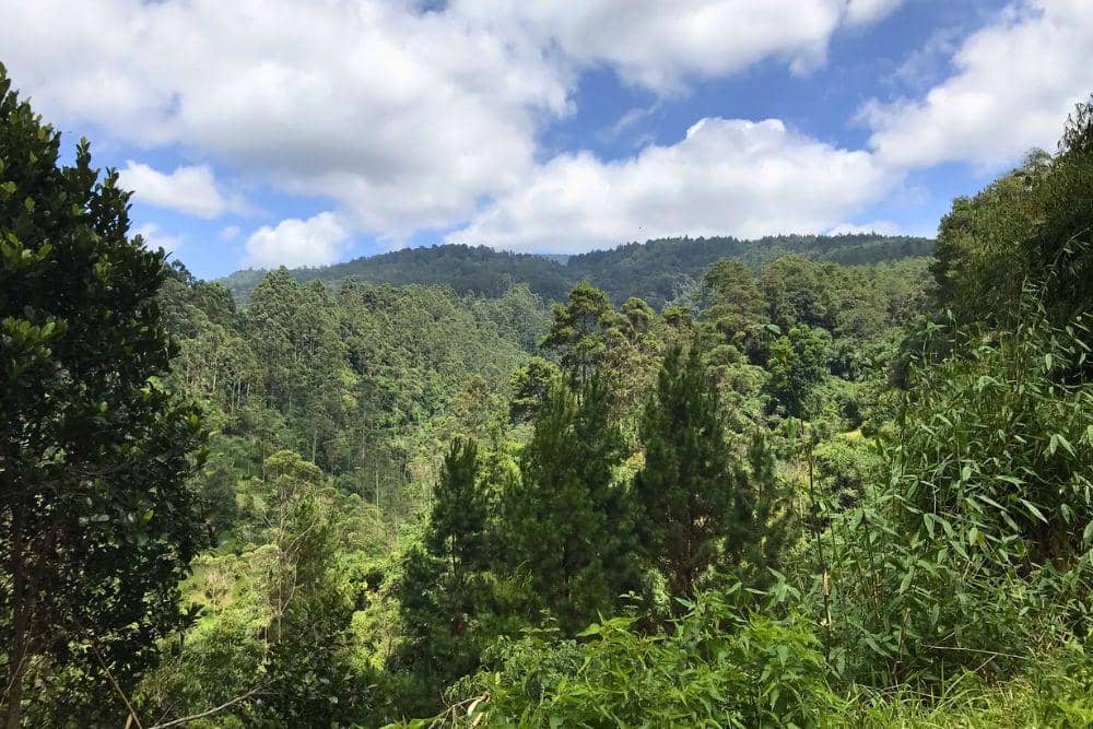 Jayagiri Forest Park. (Foto: Ming Sumarli via alltrails.com)