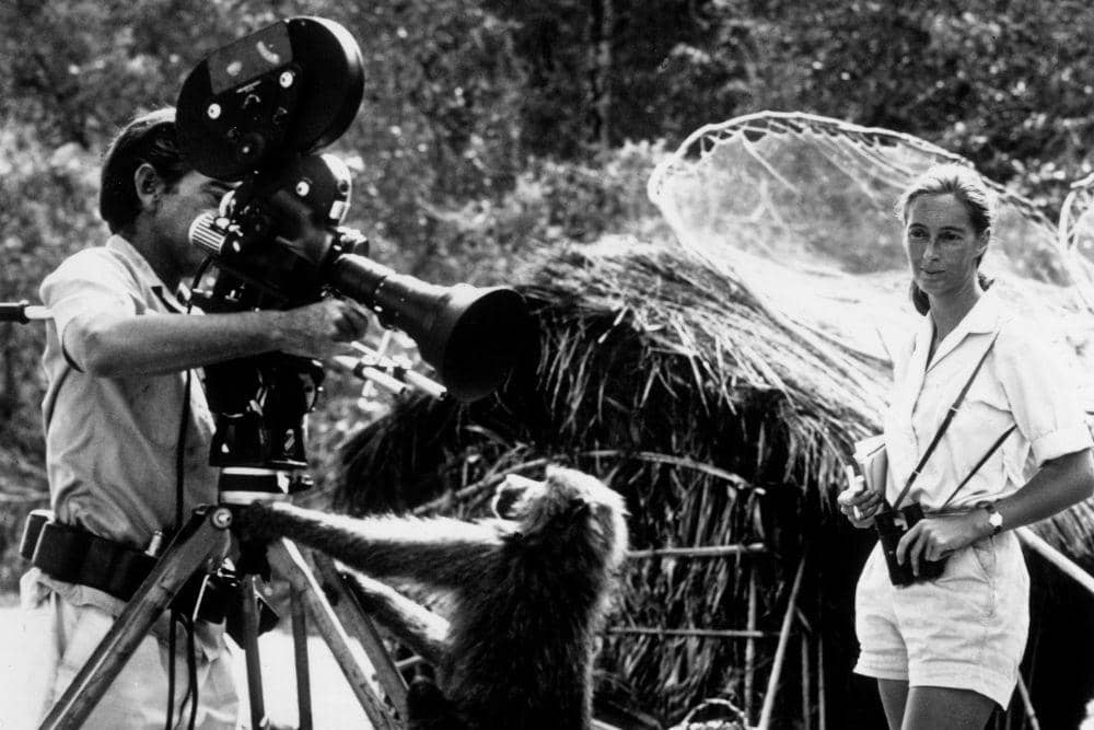 Kisah Cinta Jane Goodall