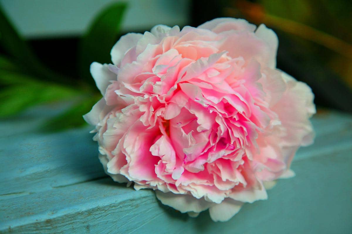 Aroma peony