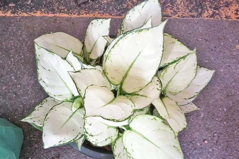 Sri Rejeki Putih.jpg