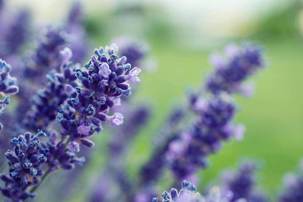 Bunga Lavender