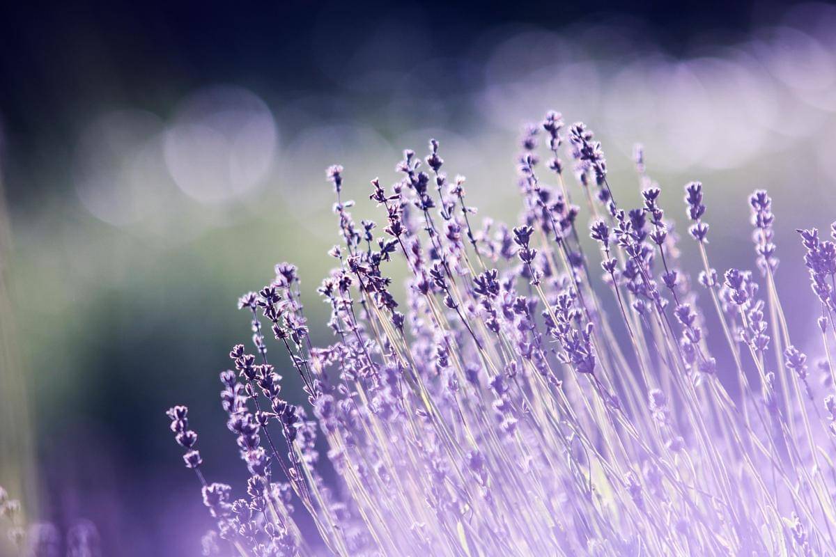 Bunga Lavender