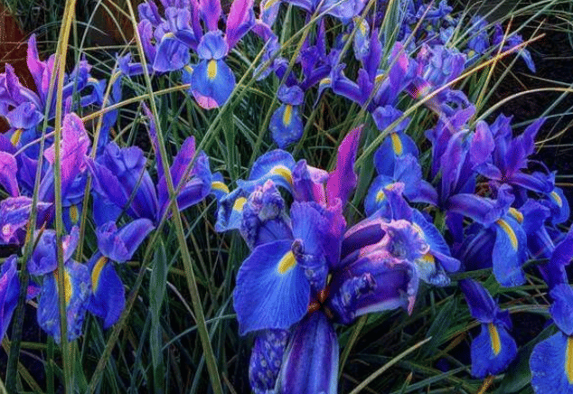 Iris