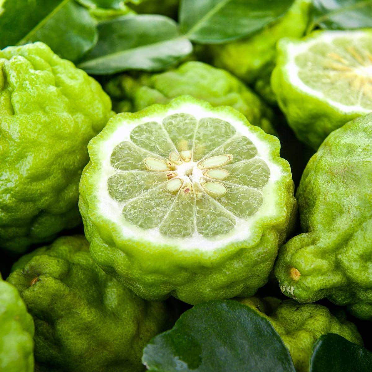 Bergamot