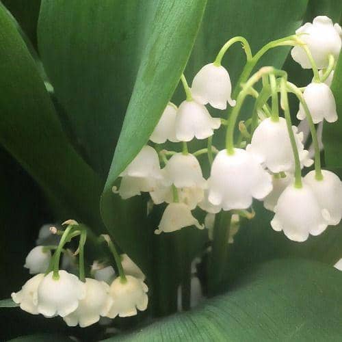 lily of the valley