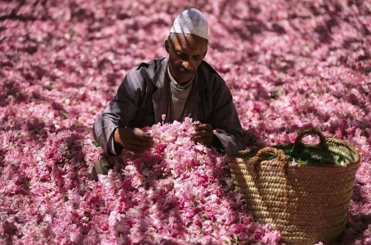 des rosesmoroccanmusthaves com.jpg