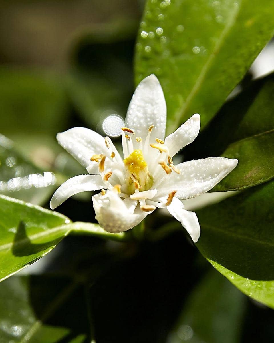 neroli