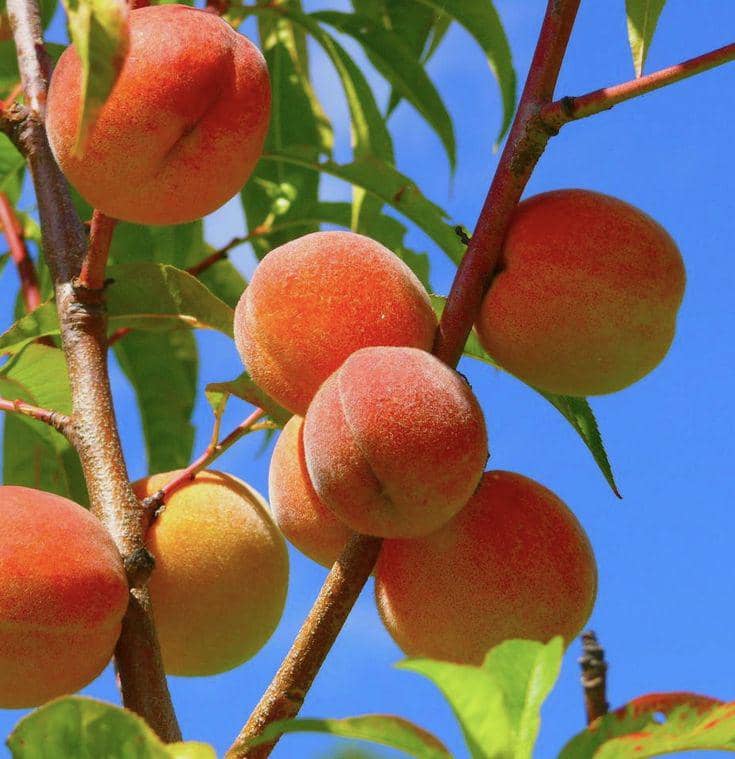 Buah Persik