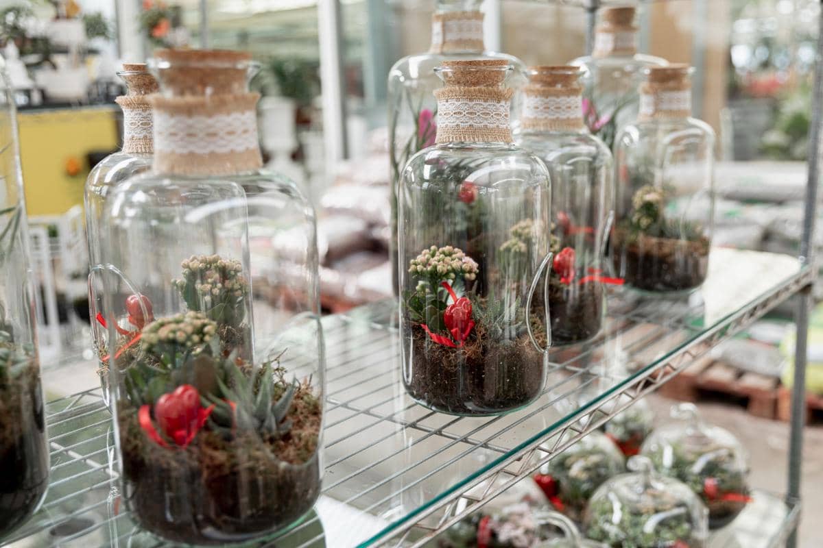 ilustrasi terarium dari botol bekas