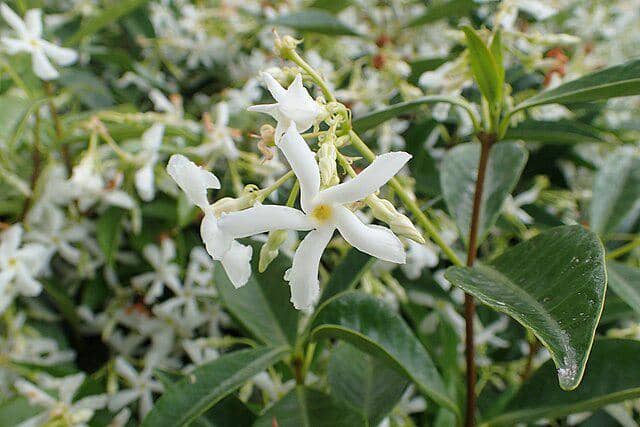 Ilustrasi wangi Gucci Bloom