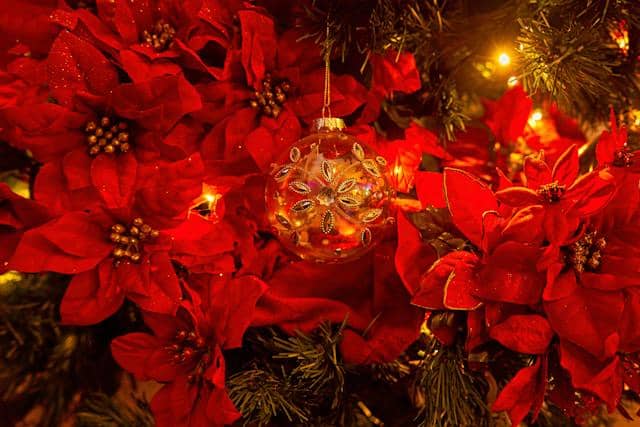 bunga poinsettia untuk dekorasi natal gereja