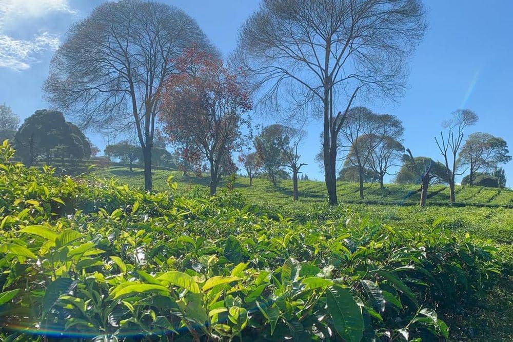 Kebun Teh.jpg