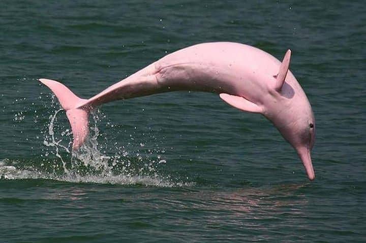 Pink Dolphin.jpg