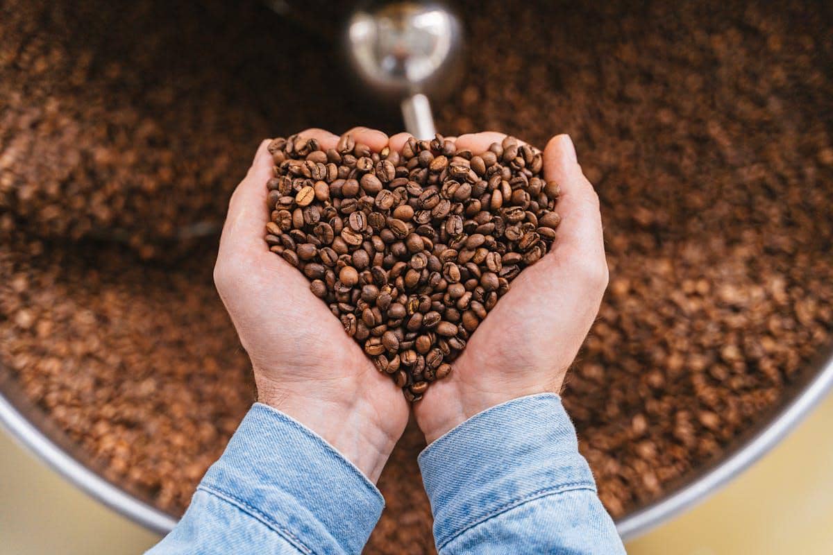 ilustrasi biji kopi robusta 