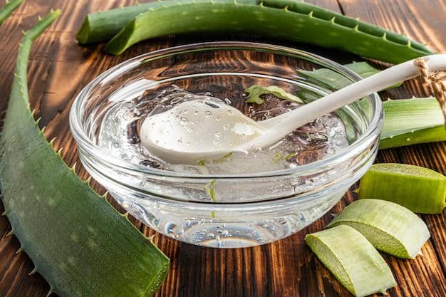 ilustrasi lidah buaya