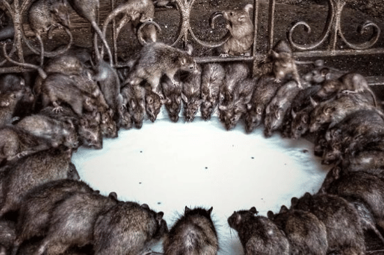 Salinan dari Salinan dari BEFORE_20260112_221617_0002.png