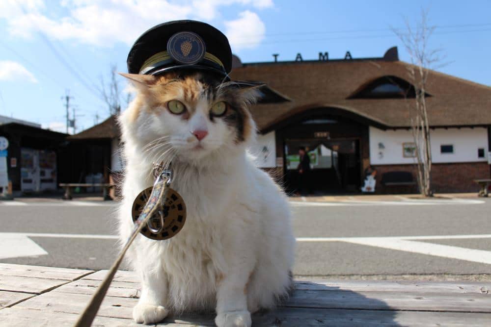 Kepala stasiun kucing jepang