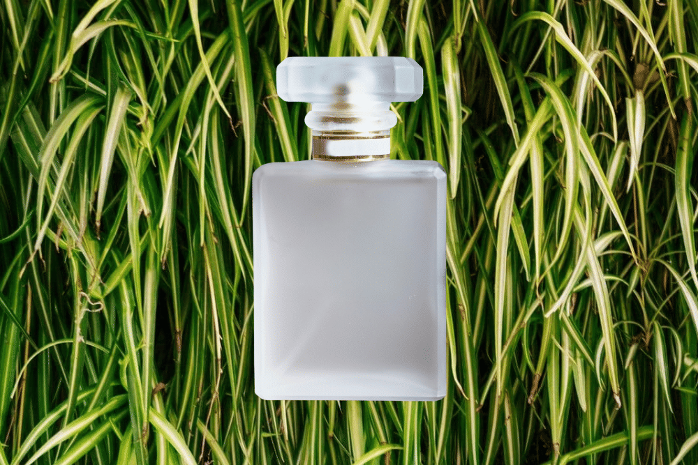 Vetiver 