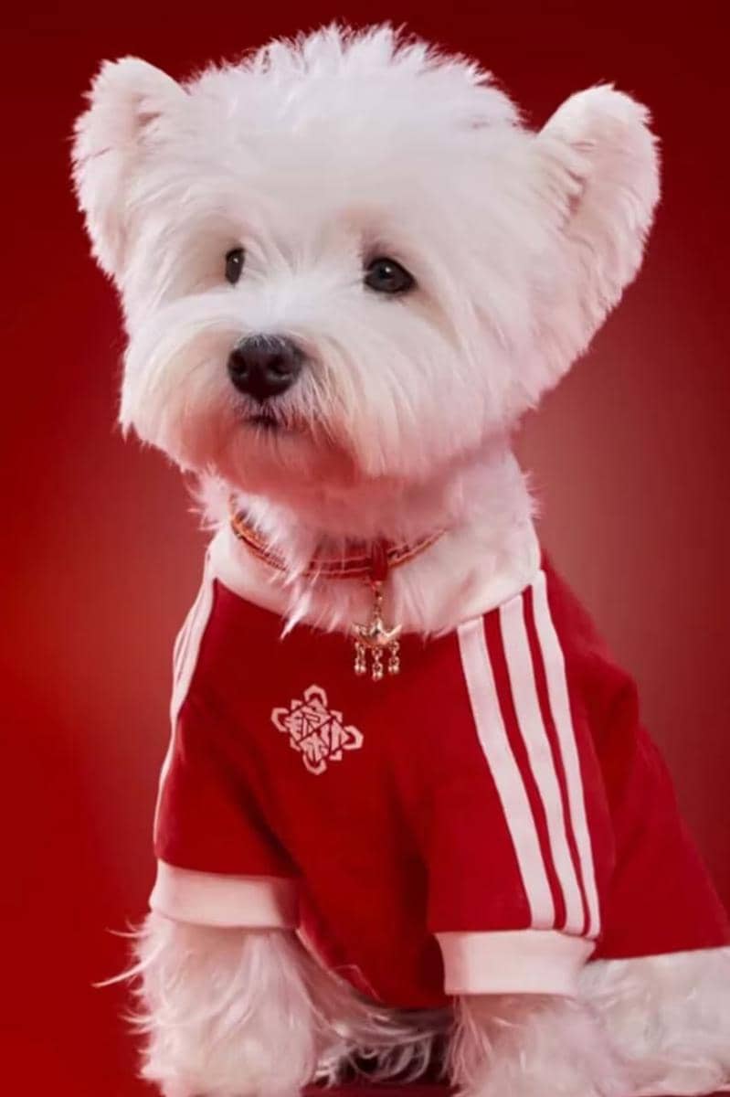 https___hypebeast.com_wp-content_blogs.dir_6_files_2025_12_30_adidas-pets-lunar-new-year-jackets-china-where-to-buy-1.jpg