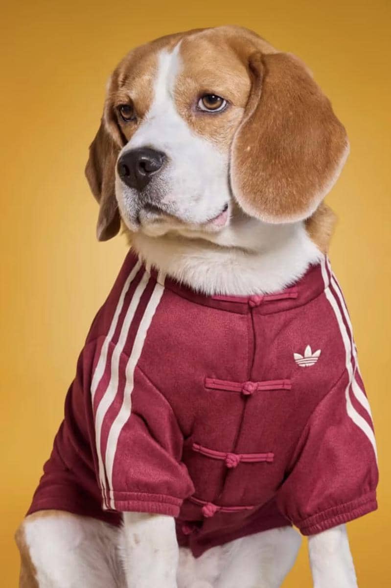 https___hypebeast.com_wp-content_blogs.dir_6_files_2025_12_30_adidas-pets-lunar-new-year-jackets-china-where-to-buy-4.jpg