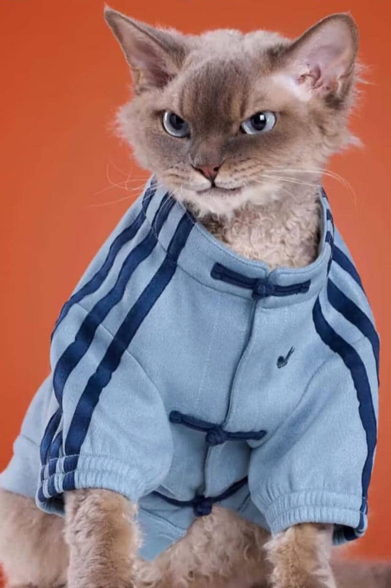 https___hypebeast.com_wp-content_blogs.dir_6_files_2025_12_30_adidas-pets-lunar-new-year-jackets-china-where-to-buy-2.jpg