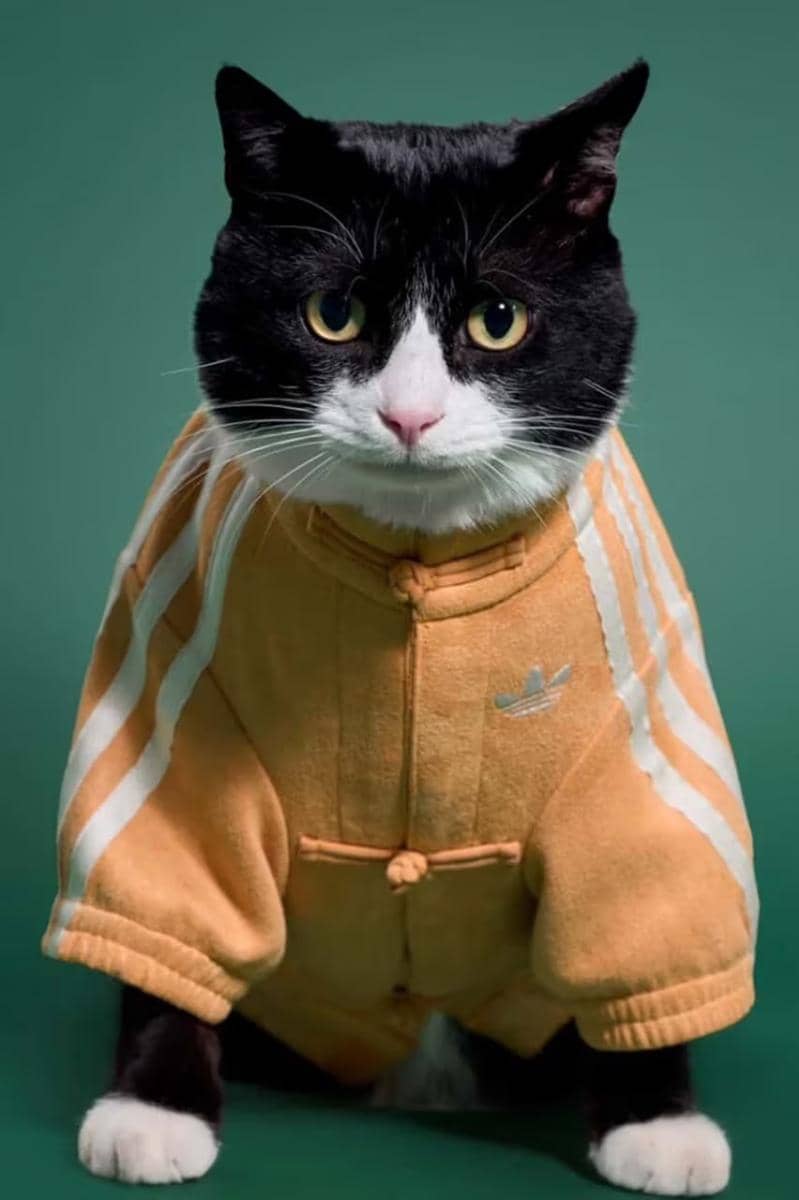https___hypebeast.com_wp-content_blogs.dir_6_files_2025_12_30_adidas-pets-lunar-new-year-jackets-china-where-to-buy-5.jpg