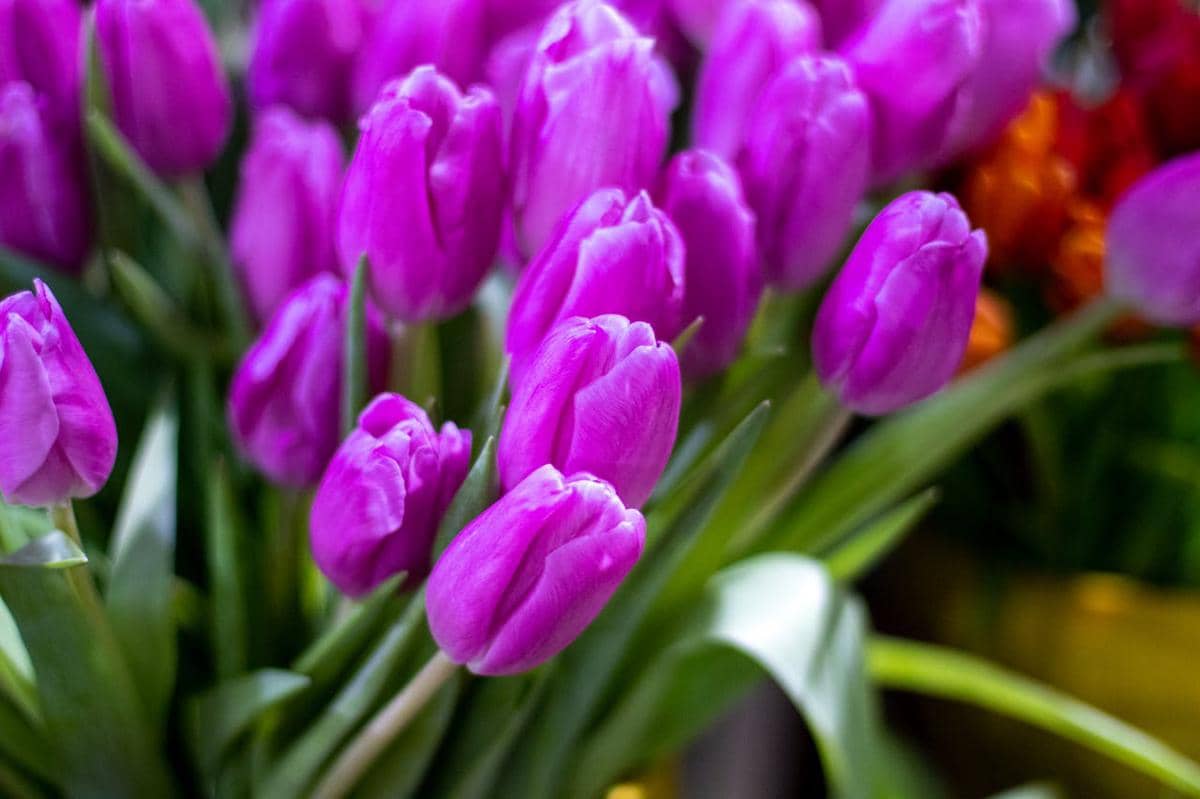 ilustrasi bunga tulip