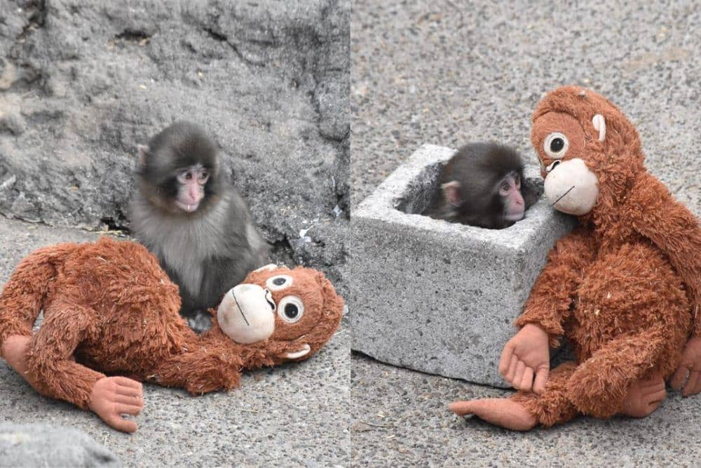 punch menemukan kenyamanan lewat boneka orangutan