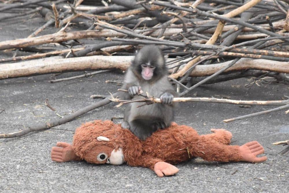 punch viral di jagat media sosial