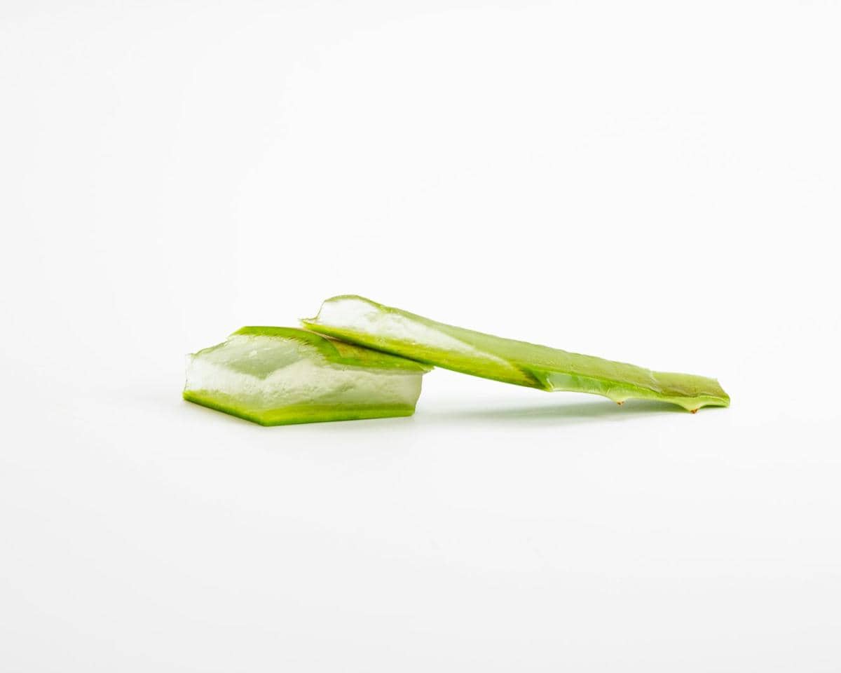 aloe vera sebagai kandungan shampo metal