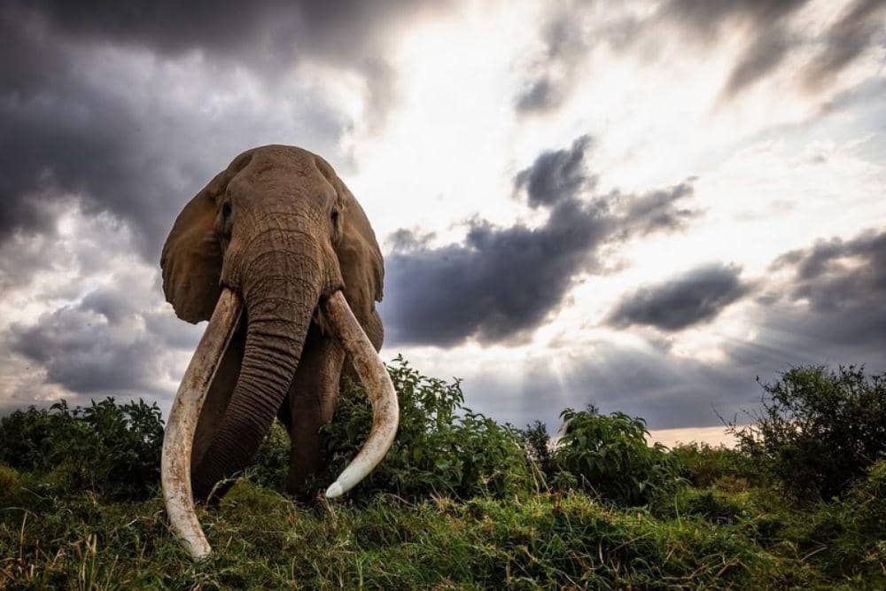 gajah craig super tusker