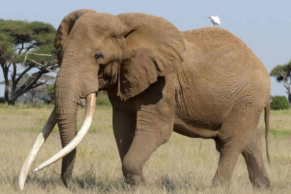 gajah craig super tusker