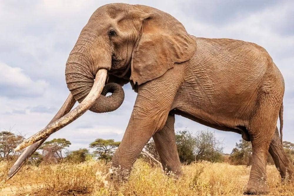 gajah craig super tusker