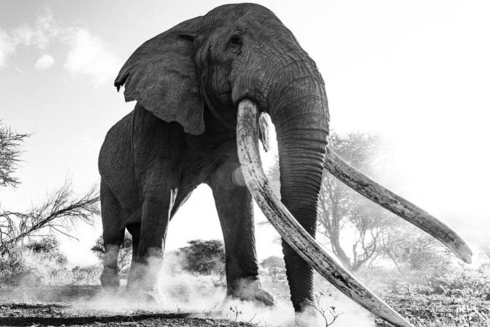 gajah craig super tusker