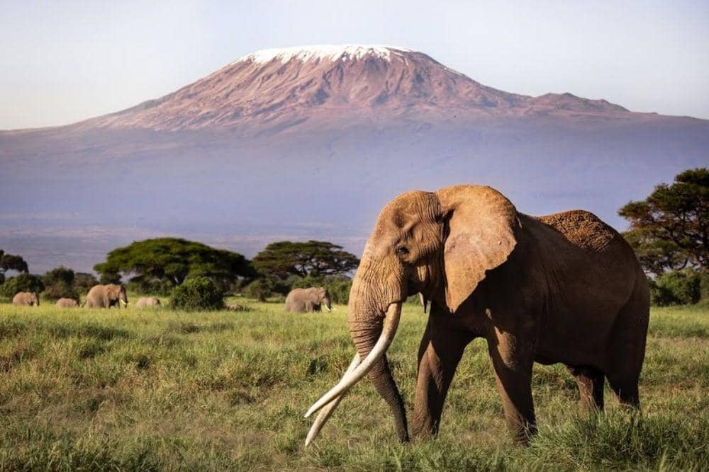 Potret Craig, Gajah Super Tusker Ikonik yang Tutup Usia di 54 Tahun