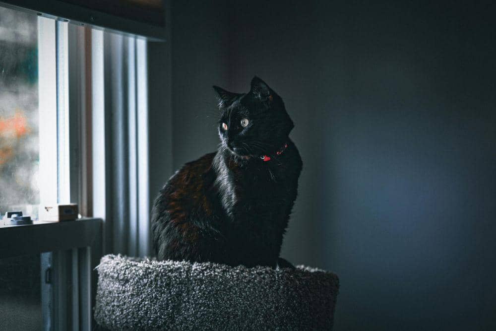 Black cat energy