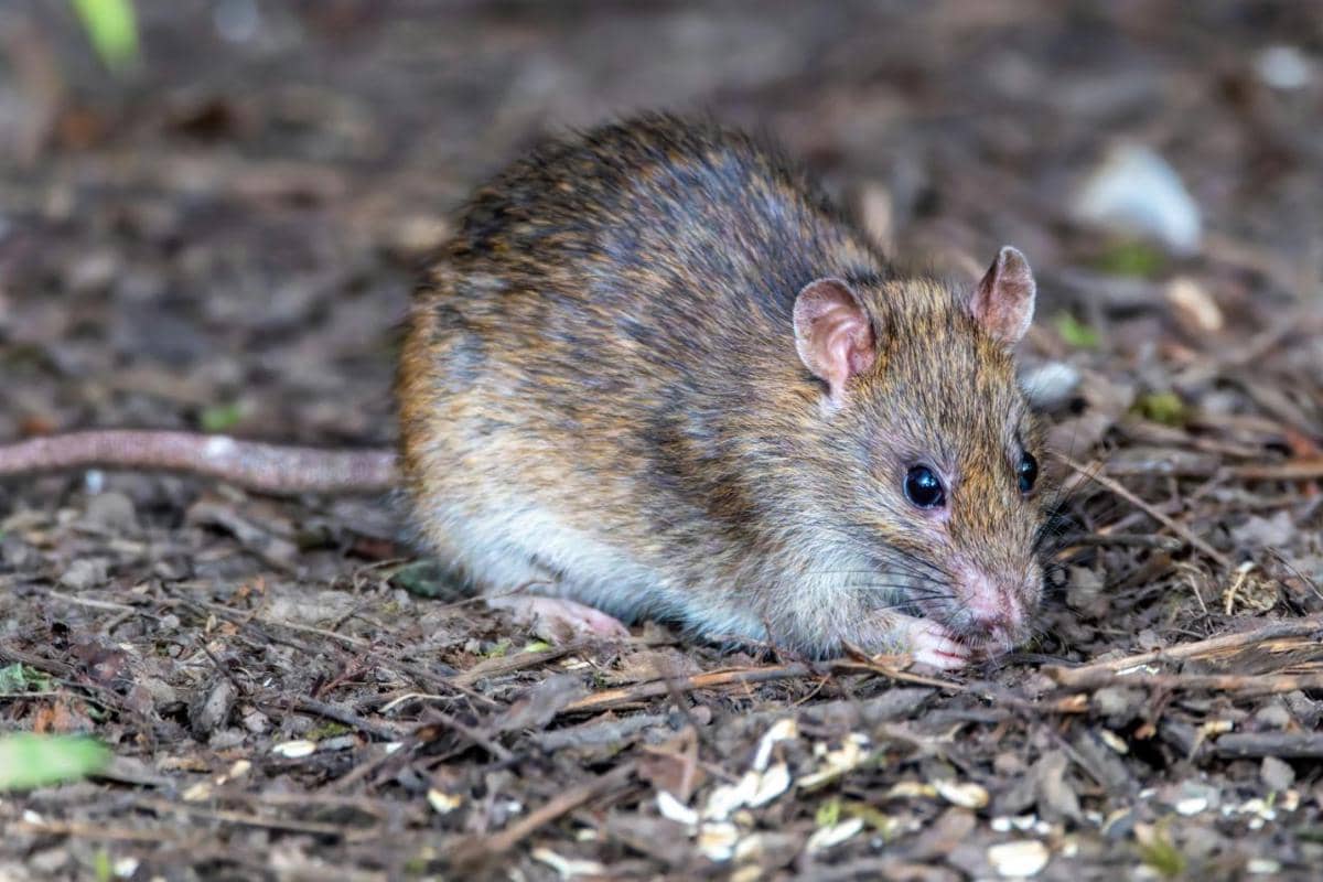 Apa Itu Hantavirus? Ini Gejala, Penyebab, dan Pengobatannya