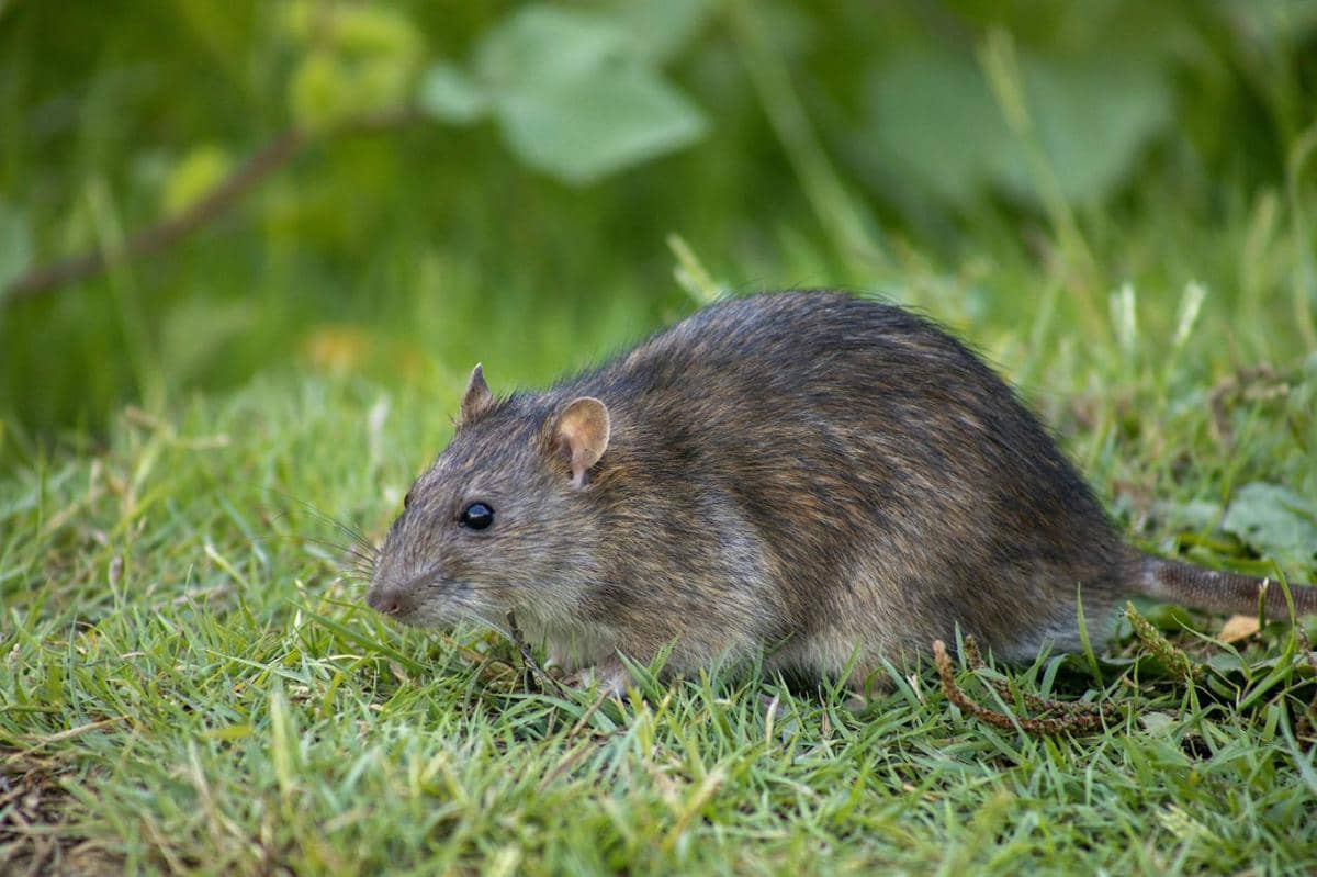 apa itu hantavirus