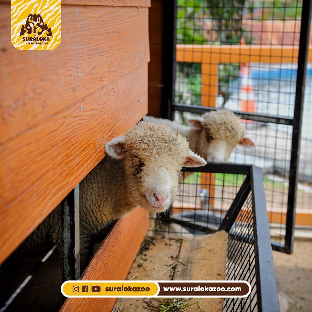 ide ngedate di Jogja