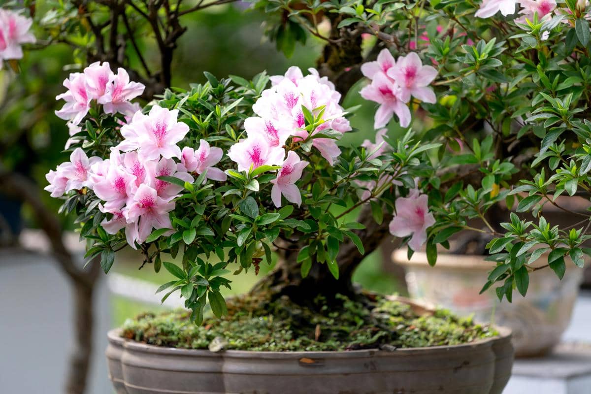 ilustrasi bonsai azalea