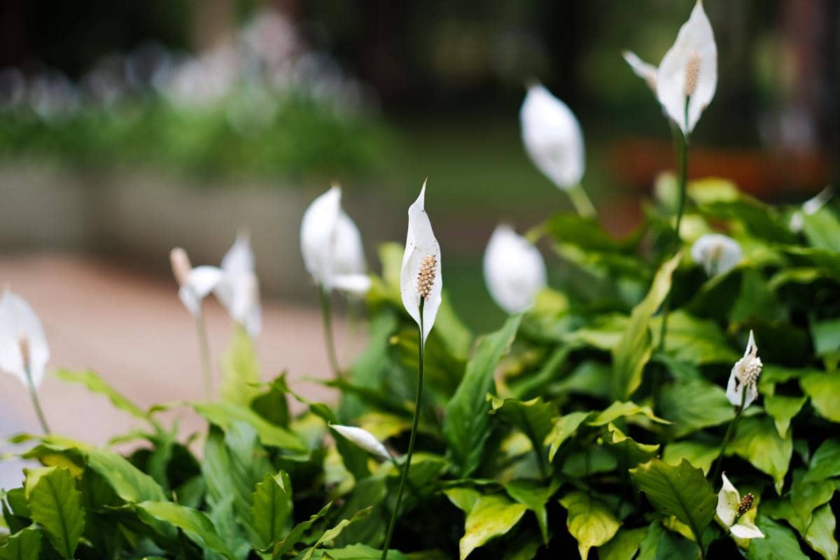 Sekelompok bunga peace lily putih menjulang di antara dedaunan hijau segar di taman