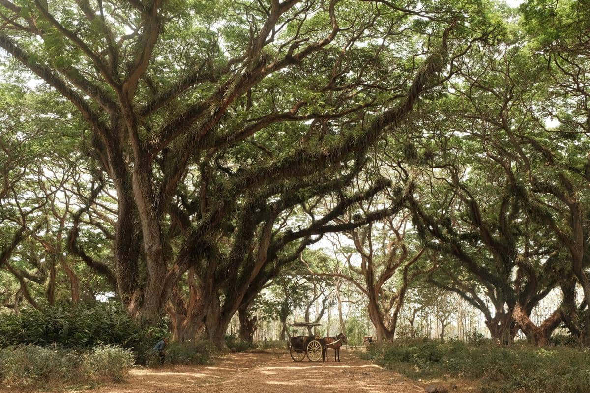 De Djawatan Forest Banyuwangi: Lokasi, Daya Tarik, dan Harga Tiket
