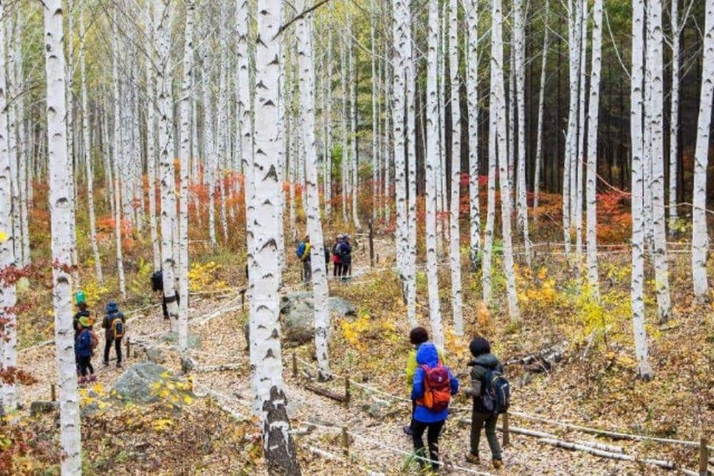 koreatodo.com Tempat Wisata Musim Gugur di Korea Selatan