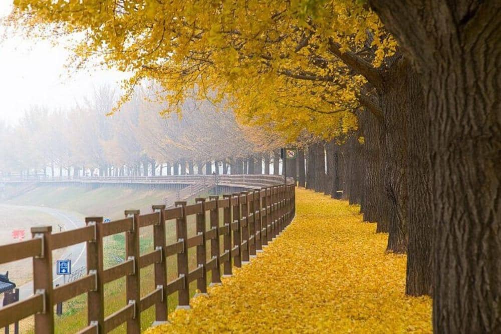 tripadvisor.co.id Tempat Wisata Musim Gugur di Korea Selatan