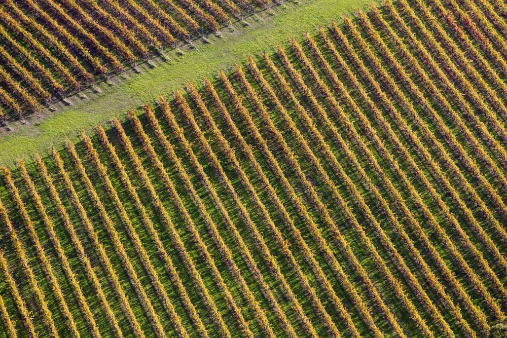 Margaret River Vineyard.jpg