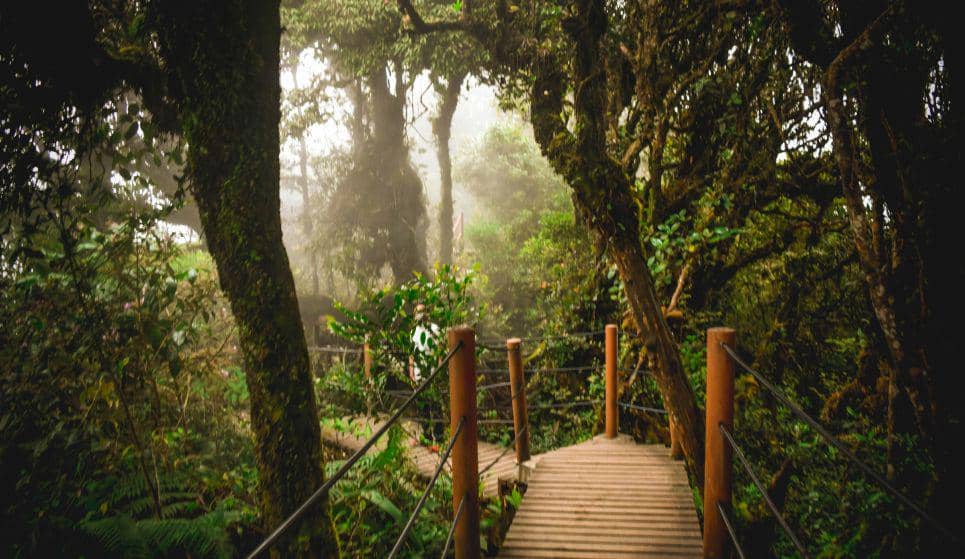 mossy forest