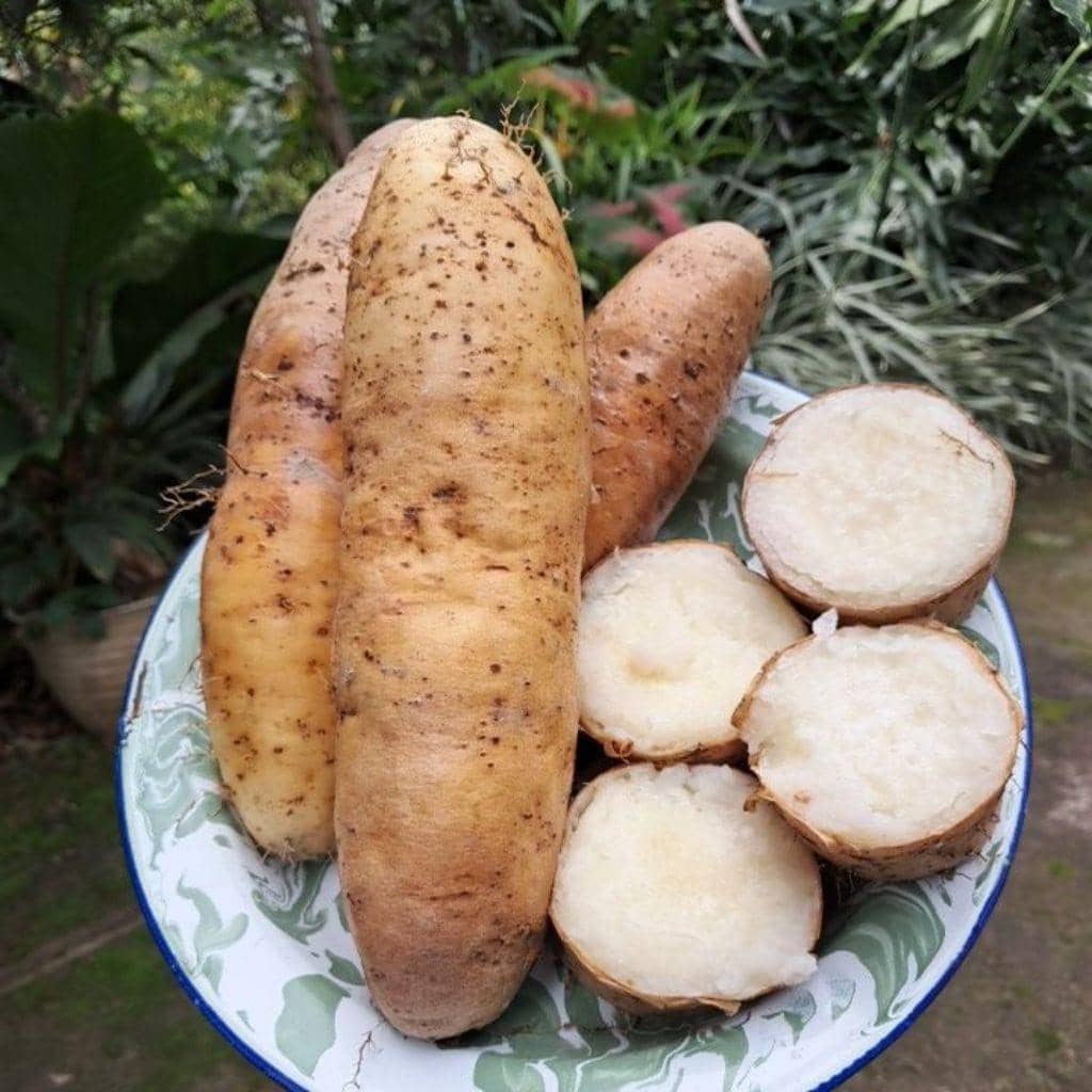 karbohidrat pengganti nasi