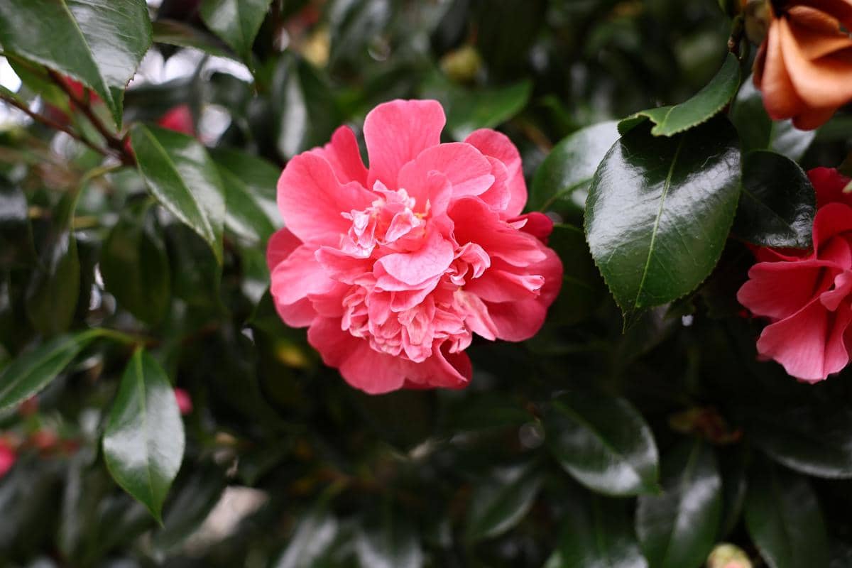 ilustrasi camellia japonica